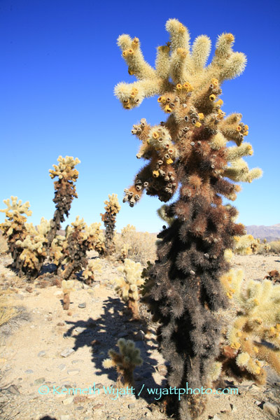 cholla, cactus, desert, Joshua tree, California photo